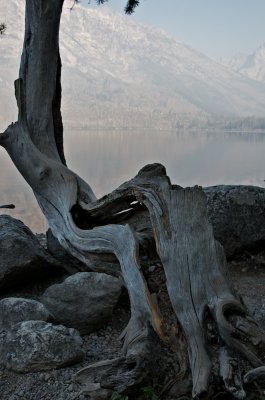 Twisted tree at Lake Jenny