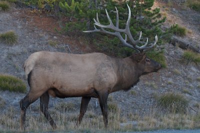 Roadside Elk