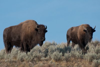 Bison watch