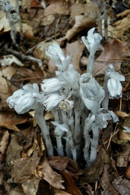 Indian pipes