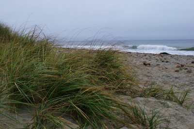 Grass on the dunes