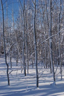 Snow trees