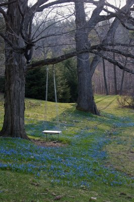 Blue meadow