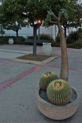 Balboa Park cactus