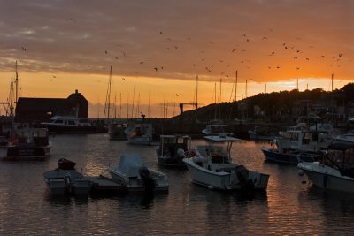 Harbor birds