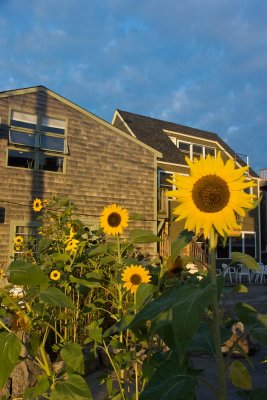 Morning sunflower