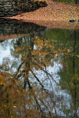 Fall reflection