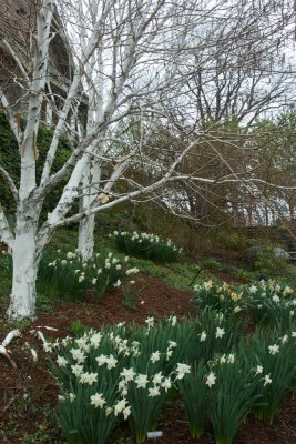 Birch and Daffodils