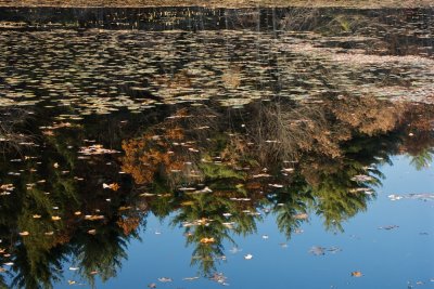 Fall at Beebe pond
