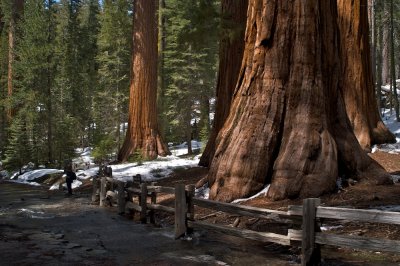 Mariposa grove