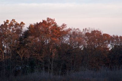 Oak dawn