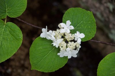 Woodland flower