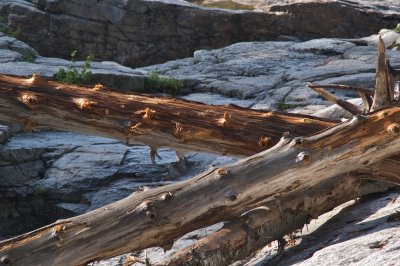 Driftwood