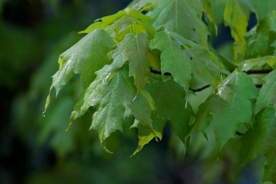 Spring leaves