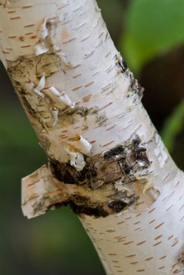 Birch trunk