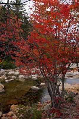 Maple by the Swift River
