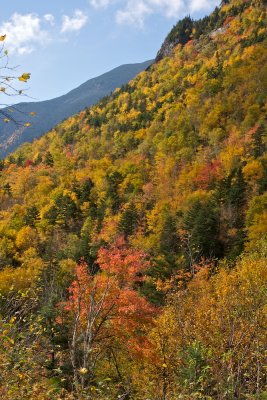 Hillside gold