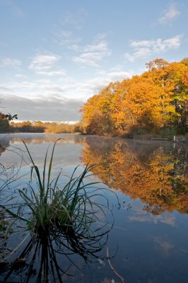 Reeds in Simpson park