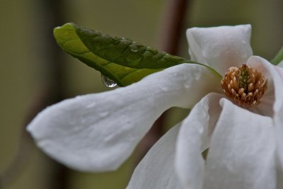 Magnolia with raindrop