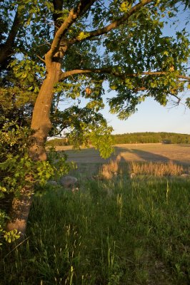 Tree in evening light