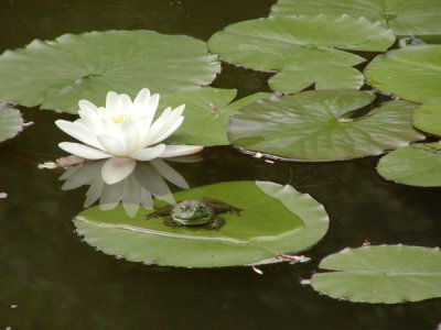 frog-on-lily-pad.jpg