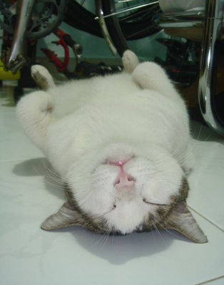 Gooda likes to sleep like this