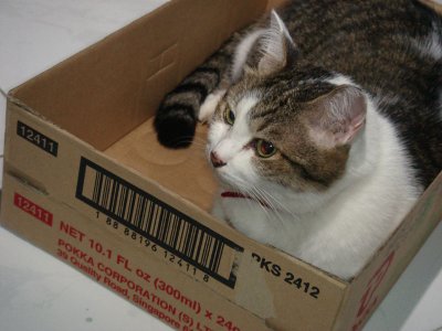 Yang loves boxes & shopping bags