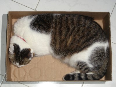 bento cat