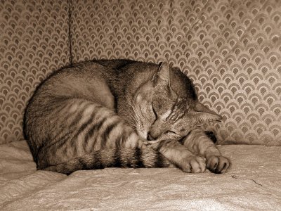 exhausted after being frisky all day