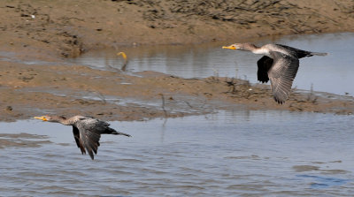 Bolsa Chica and Central Park