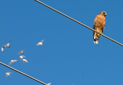 Birds Outside My Office