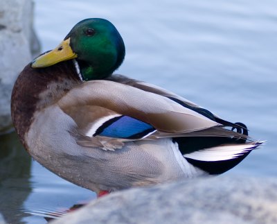 Some birds at Mile Square Park, Near Fountain Valley Hospital