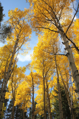 20081004-ColoAspens 091S.jpg
