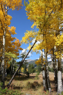 20081004-ColoAspens 092S.jpg