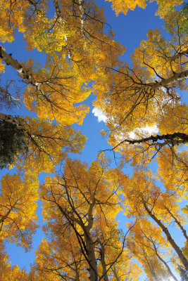 20081004-ColoAspens 096S.jpg