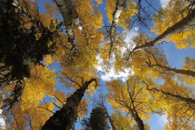 20081004-ColoAspens 100S.jpg
