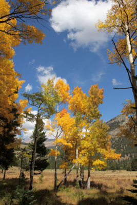 20081004-ColoAspens 110S.jpg