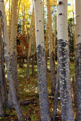 20081004-ColoAspens 113S.jpg