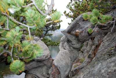 Peeking Through the Old Twisted Pine
