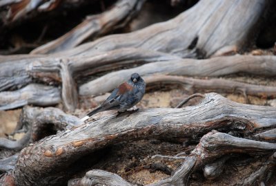 A Very Unafraid Bird at Emerald