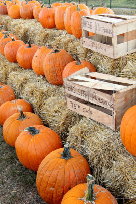20101003-October 091-s.jpg