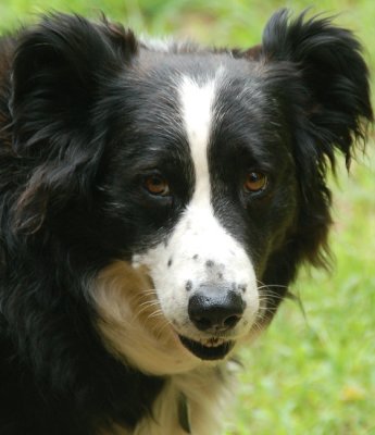 Lake the McNabb Collie