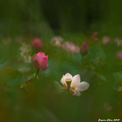 IMG_2067_2076-2b.jpg