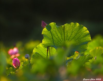 IMG_2203_2205-2b.jpg