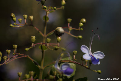紫蝴蝶 (Blue butterfly bush)
