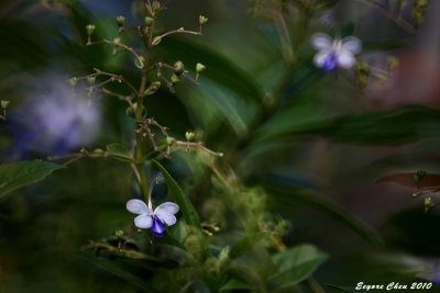 IMG_8201-1b.JPG