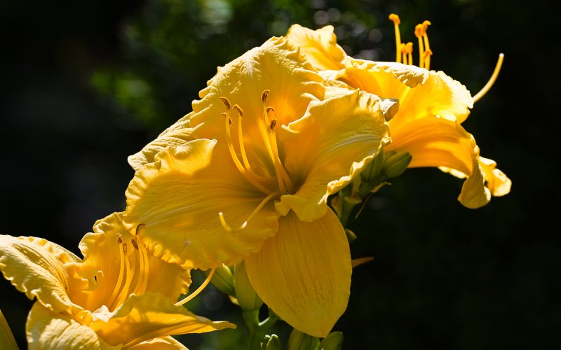 7d Flowers  01 copy.jpg