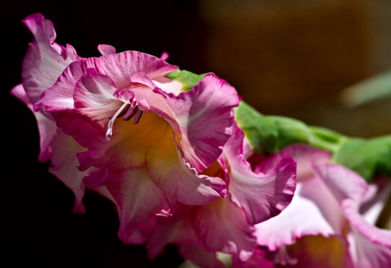 Flrs 07July2010 003.jpg