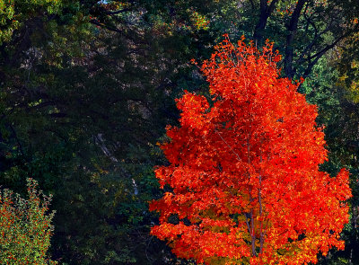 Fire Bush -Walace Lake, Ohio