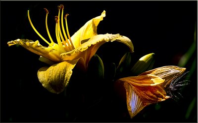 7d Flowers 16 wallhanger.jpg